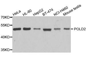 Western blot analysis of extracts of various cell lines, using POLD2 antibody. (POLD2 Antikörper  (AA 120-360))