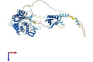 METTL16 Protein (AA 1-553) (His tag)