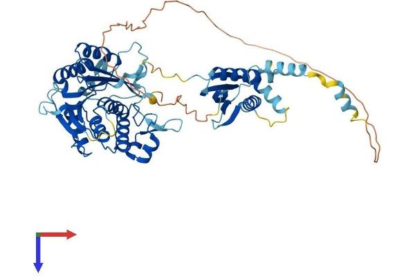 METTL16 Protein (AA 1-553) (His tag)