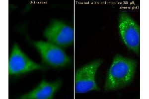 Immunofluorescent analysis of 4 % paraformaldehyde-fixed, 0. (GABARAP Antikörper  (AA 1-30))