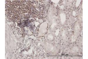 Immunoperoxidase of purified MaxPab antibody to SP110 on formalin-fixed paraffin-embedded human kidney. (SP110 Antikörper  (AA 1-547))