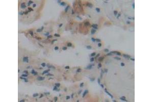 IHC-P analysis of Human Tissue, with DAB staining. (BPIFA1 Antikörper  (AA 20-256))