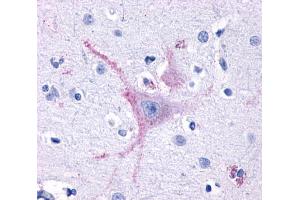 Anti-GPR32 antibody  ABIN1048799 IHC staining of human brain, cortex. (GPR32 Antikörper  (Extracellular Domain))