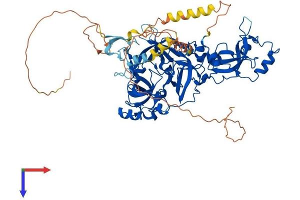 MBTD1 Protein (AA 1-631) (His tag)