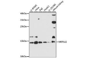 Western blot analysis of extracts of various cell lines, using MRPL42 antibody (ABIN6292792) at 1:3000 dilution. (MRPL42 Antikörper)