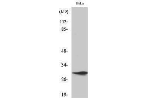 Western Blotting (WB) image for anti-Spindlin 1 (SPIN1) (Internal Region) antibody (ABIN3187039) (Spindlin 1 Antikörper  (Internal Region))