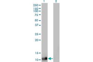 Western Blot analysis of DDT expression in transfected 293T cell line by DDT monoclonal antibody (M01), clone 1G1.