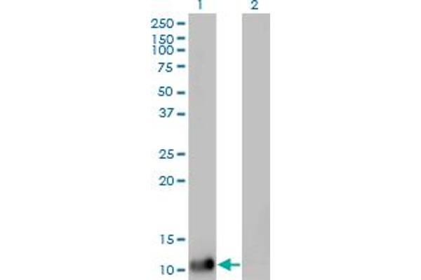 DDT antibody  (AA 1-118)