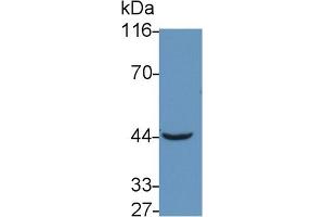 Detection of TNFRSF19L in Mouse Skeletal muscle lysate using Polyclonal Antibody to Tumor Necrosis Factor Receptor Superfamily, Member 19 Like Protein (TNFRSF19L) (TNFRSF19 Antikörper  (AA 41-161))