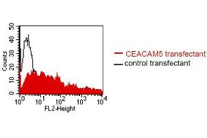 FACS analysis of BOSC23 cells using MUS. (CEACAM5/6 Antikörper)