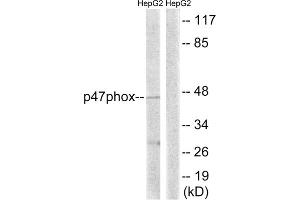 Western blot analysis of extracts from HepG2 cells, treated with TNF (20ng/ml, 5mins), using p47 phox (epitope around residue 345) antibody. (NCF1 Antikörper  (Ser345))