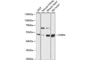 Western blot analysis of extracts of various cell lines, using ESRRA antibody (ABIN6129375, ABIN6140306, ABIN6140307 and ABIN6218463) at 1:1000 dilution. (ESRRA Antikörper  (AA 1-423))