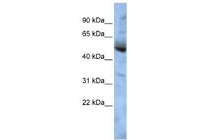 WB Suggested Anti-COPS4 Antibody Titration: 0. (COPS4 Antikörper  (Middle Region))