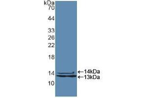 Western blot analysis of recombinant Human HNRPA2B1. (HNRNPA2B1 Antikörper  (AA 21-103))