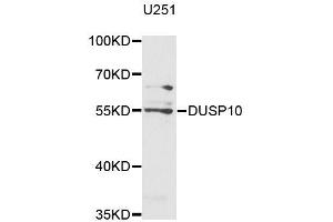 Western blot analysis of extracts of U-251MG cells, using DUSP10 antibody (ABIN5996060) at 1/1000 dilution. (DUSP10 Antikörper)