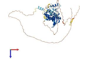 STK33 Protein (AA 1-491) (His tag)