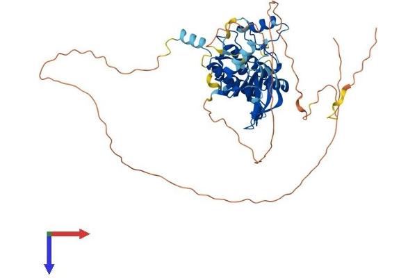 STK33 Protein (AA 1-491) (His tag)