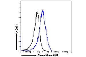 (ABIN190809) Flow cytometric analysis of paraformaldehyde fixed MCF7 cells (blue line), permeabilized with 0. (CHD5 Antikörper  (Internal Region))