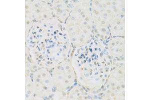 Immunohistochemistry of paraffin-embedded rat kidney using KAT2A antibody. (KAT2A Antikörper)