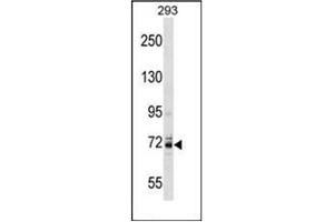 Western blot analysis of KCNC4 Antibody (C-term) in 293 cell line lysates (35ug/lane).