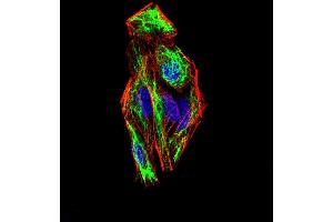 Immunofluorescence analysis of Hela cells using SNAI2 mouse mAb (green). (SLUG Antikörper  (AA 100-200))