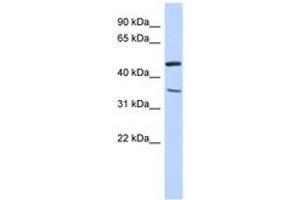 Image no. 1 for anti-Family with Sequence Similarity 81, Member B (FAM81B) (N-Term) antibody (ABIN6741214) (FAM81B Antikörper  (N-Term))