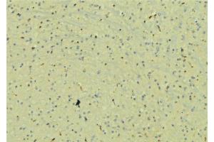 ABIN6272908 at 1/100 staining Mouse brain tissue by IHC-P. (UBAP1 Antikörper)