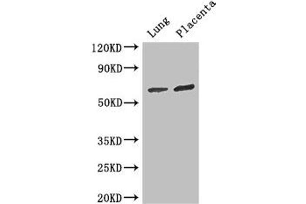 STAU1/Staufen Antikörper  (AA 163-403)