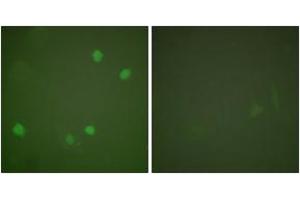 Immunofluorescence analysis of COS7 cells, using HDAC3 Antibody. (HDAC3 Antikörper  (AA 379-428))
