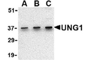 Image no. 2 for anti-Uracil-DNA Glycosylase (UNG) (N-Term) antibody (ABIN318787) (UNG Antikörper  (N-Term))