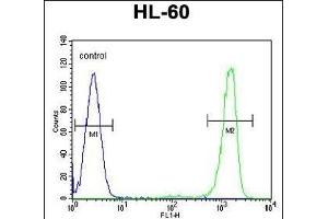 ITIH1 Antibody (Center) (ABIN655628 and ABIN2845107) flow cytometric analysis of HL-60 cells (right histogram) compared to a negative control cell (left histogram). (ITIH1 Antikörper  (AA 606-635))