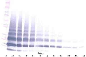 Image no. 4 for anti-Resistin Like beta (RETNLB) antibody (ABIN465490) (RETNLB Antikörper)