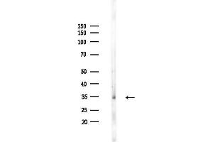 Western blot analysis of lysates from Mouse liver, using SLC25 Antibody at 1/1000 dilution.