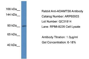 Western Blotting (WB) image for anti-ADAM Metallopeptidase with Thrombospondin Type 1 Motif, 6 (ADAMTS6) (C-Term) antibody (ABIN786297) (ADAMTS6 Antikörper  (C-Term))