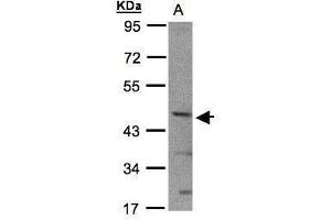 WB Image Sample(30 ug whole cell lysate) A:293T 10% SDS PAGE antibody diluted at 1:1000 (BHLHE40 Antikörper  (N-Term))