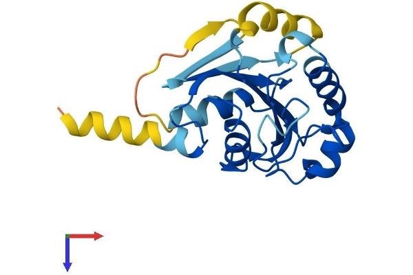 SAR1A Protein (AA 1-198) (His tag)