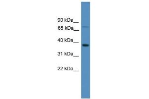 WB Suggested Anti-OR1S1 Antibody Titration: 1. (OR1S1 Antikörper  (C-Term))