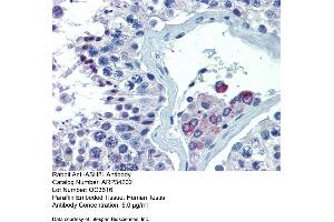 Immunohistochemistry with Human Testis lysate tissue at an antibody concentration of 5. (ASH2L Antikörper  (Middle Region))