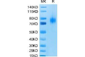 CD80 Protein (CD80) (AA 35-242) (Fc Tag)