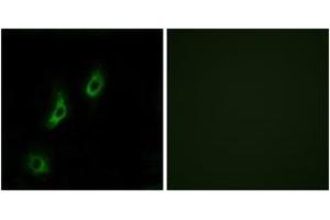 Immunofluorescence (IF) image for anti-Olfactory Receptor, Family 4, Subfamily L, Member 1 (OR4L1) (AA 262-311) antibody (ABIN2891013) (OR4L1 Antikörper  (AA 262-311))