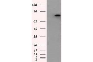Image no. 1 for anti-Amyloid beta (A4) Precursor Protein (APP) antibody (ABIN1496880) (APP Antikörper)