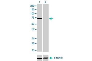 Western Blotting (WB) image for anti-Myotubularin 1 (MTM1) (AA 1-100) antibody (ABIN561867)