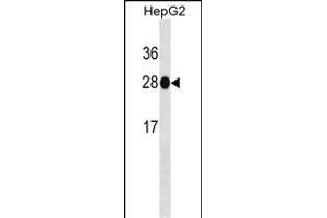 HNMT Antibody ABIN1539865 western blot analysis in HepG2 cell line lysates (35 μg/lane). (HNMT Antikörper)