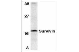 Western blot analysis of survivin in mouse spleen tissue lysate with this product at 1 μg/ml. (Survivin Antikörper  (C-Term))