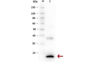 Western Blot of Rabbit anti-Human IL-1ß antibody. (IL-1 beta Antikörper  (Cleavage Site, N-Term))