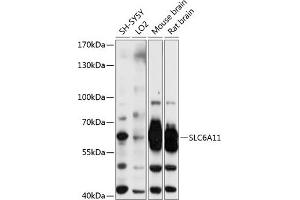 Western blot analysis of extracts of various cell lines, using SLC6 antibody (702) at 1:3000 dilution. (SLC6A11 Antikörper  (AA 1-60))
