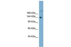 WB Suggested Anti-WDR35 Antibody Titration: 0. (WDR35 Antikörper  (N-Term))