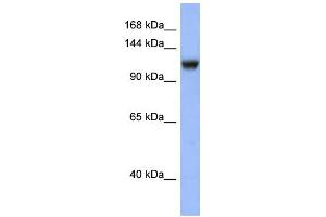 Western Blotting (WB) image for anti-Nuclear Receptor Subfamily 3, Group C, Member 2 (NR3C2) (N-Term) antibody (ABIN2777197)