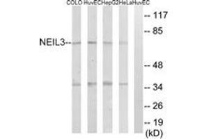 Western blot analysis of extracts from HeLa/HepG2/HuvEc/COLO cells, using NEIL3 Antibody. (NEIL3 Antikörper  (AA 491-540))
