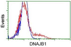 HEK293T cells transfected with either RC201762 overexpress plasmid (Red) or empty vector control plasmid (Blue) were immunostained by anti-DNAJB1 antibody (ABIN2454069), and then analyzed by flow cytometry. (DNAJB1 Antikörper)